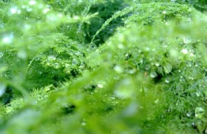 agar musim hujan berbuah pahala